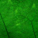 Green Leaves Texture Free Stock Photo - Public Domain Pictures