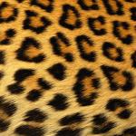 Leopard Skin Wallpapers 3 - 1920 X 1200 | stmed.net