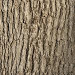 Free image of tree bark background