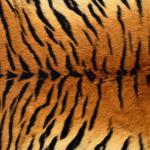 Tiger Print | paint...lets be bob ross | Pinterest | Tiger print