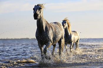 2 Black Horse Running on Body of Water Under Sunny Sky