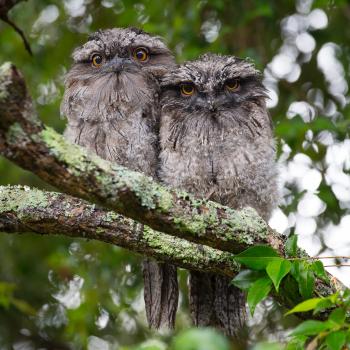 2 Owls on Tree Branch during Daytime