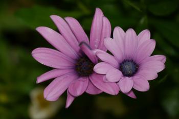 2 Purple Petaled Flower in Selective Focus Photography