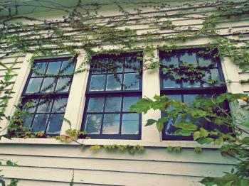 3 Closed Window Pane Slightly Covered With Green Vines at Daytime