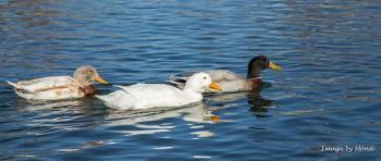 3 Ducks | Ramblings
