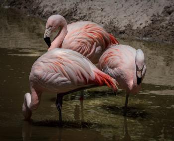 3 Flamingos Surrounded of Water during Daytime