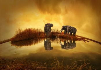 3 Grey Elephants Under Yellow Sky