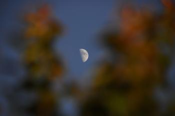 5 PM Moon through the Leaves of a Tree