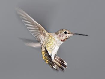 500 - ANNA'S HUMMINGBIRD (9-22-10) imm male, 78 circulo montana, pat lake ranch estates, scc, az -01