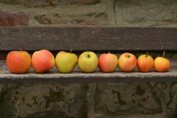 8 Apple Fruit on Top of Wooden Panel
