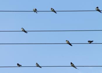 9 Birds Perched on 4 Electric Lanes