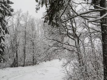 A beautiful winter in woods
