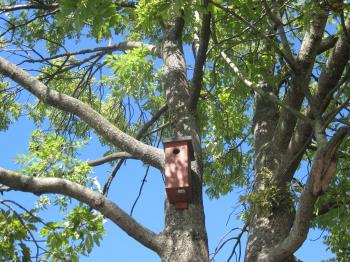 A birdhouse on a tree