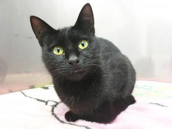 Witches' brew: a black cat named Chamomile | The Japan Times