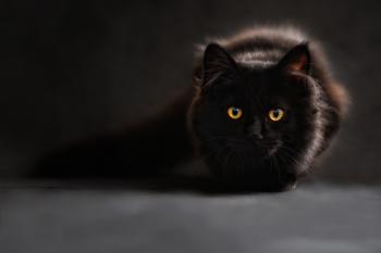 Have You Been Seeing Black Cats? What The Black Cat Symbolizes (More ...