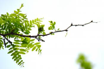 Branch with Leaves and Flowers | gimmeges