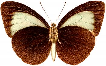 Vintage Brown Butterfly - The Graphics Fairy