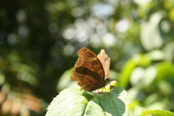A brown butterfly