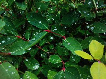 Forest: Silver Leaves Droplet Forest Drops Leaf Dew Bush Green ...
