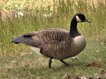 A Canada goose in tall grass