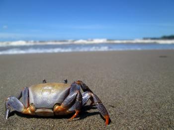 A crab at the beach staring at the sea
