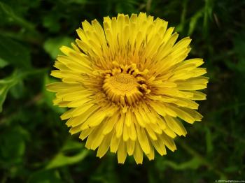 Dandelion Flower