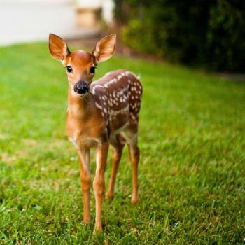 A deer faw … | baby deer | Pinterest | Animal, Baby animals and ...