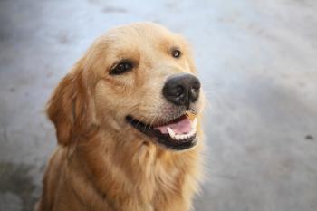 How to Stop a Dog from Jumping: 6 Steps (with Pictures) - wikiHow