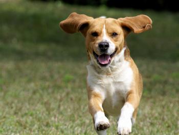 9 reasons to own a dog - Business Insider