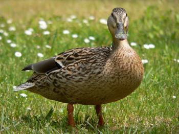 What Eats Ducks?