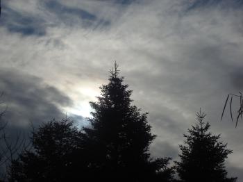 A fir tree, sky and clouds
