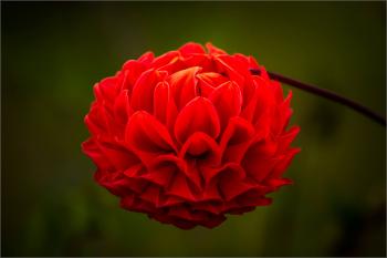 A flower from Yunnan | Christopher Martin Photography