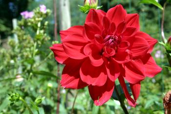 Find out if Your Church is Ready for a Community Garden