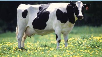 A Friesian Cow...