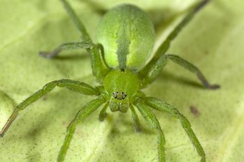 UK spider identification: 17 common British spiders you might find ...