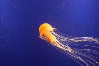 A jellyfish swimming in the ocean