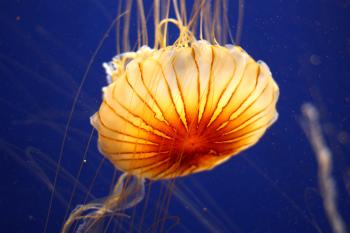 A jellyfish under water