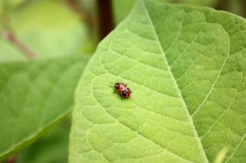 A ladybug on a large green leaf