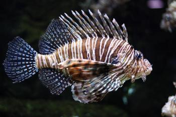 A lionfish swimming under water