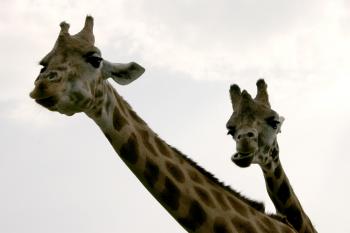 A pair of giraffes