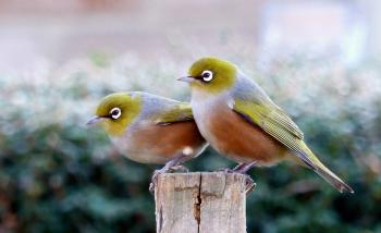 A pair of waxeyes.