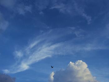 A pigeon among the clouds
