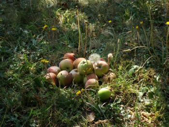 A pile of apples