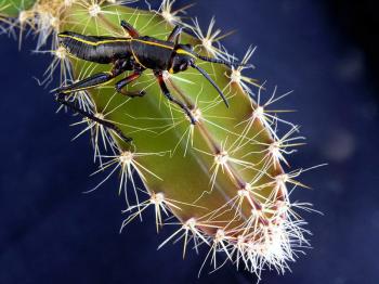a prickly situation