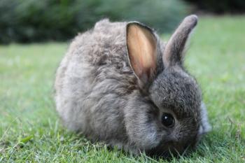 A rabbit eating grass in a garden