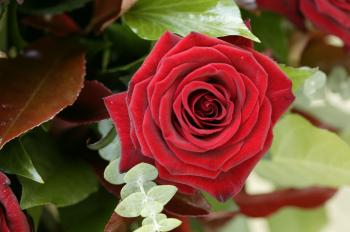 Rose information from Flowers.org.uk