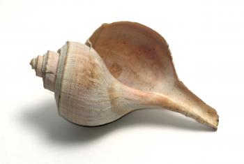 A sea shell