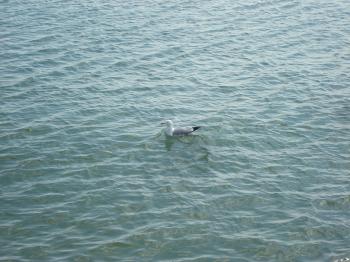 A seagull in the sea