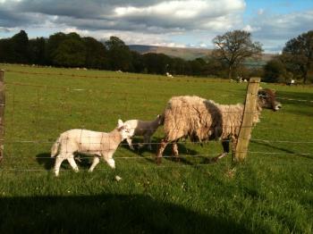 A Sheep and Lamb