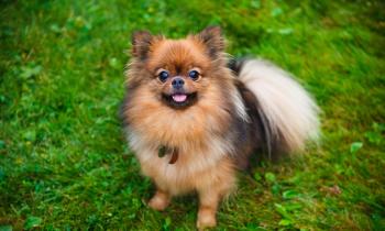The Benefits of Owning a Small Dog - NuVet Labs Blog